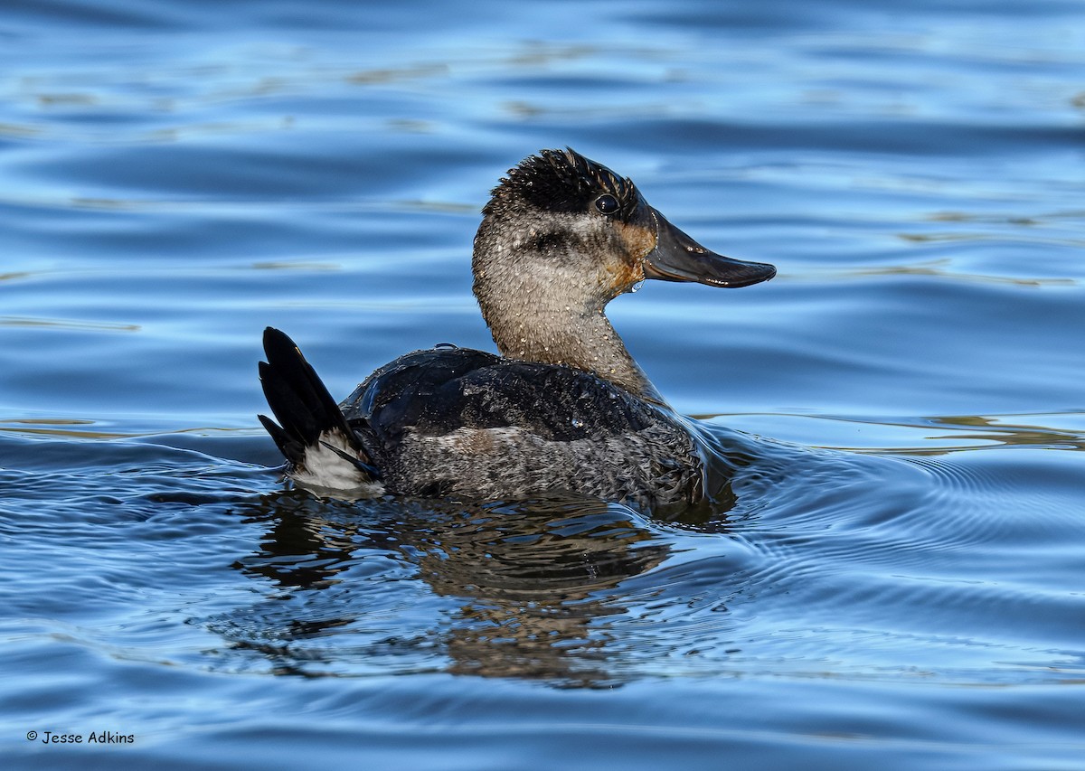 Ruddy Duck - ML627515892