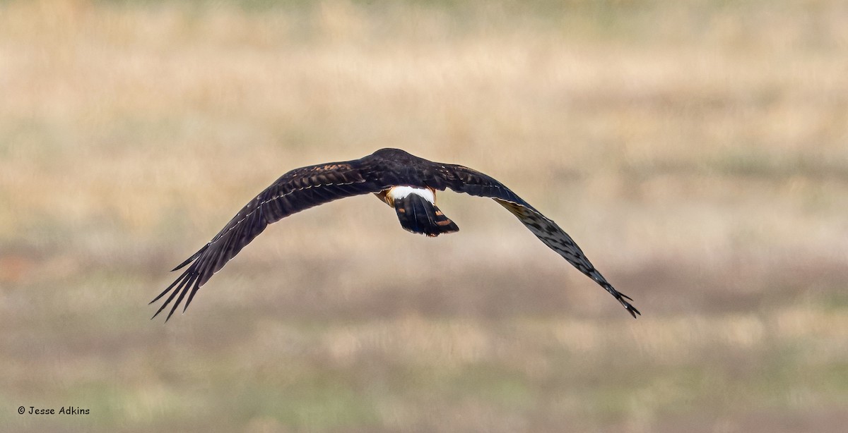 Northern Harrier - ML627515899