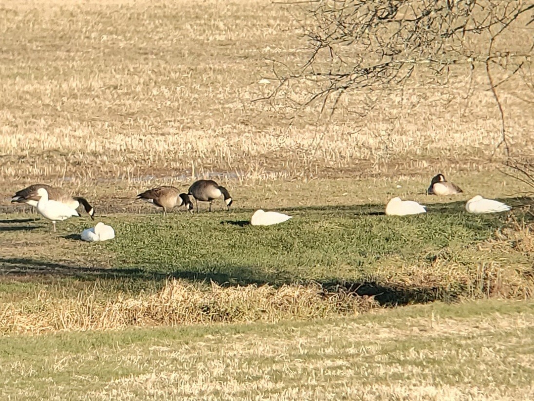 Snow Goose - ML627515918
