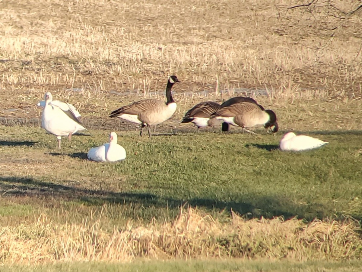 Snow Goose - ML627515919