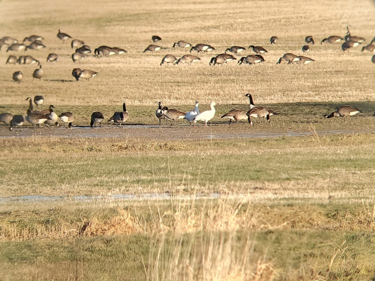 Snow Goose - ML627515920