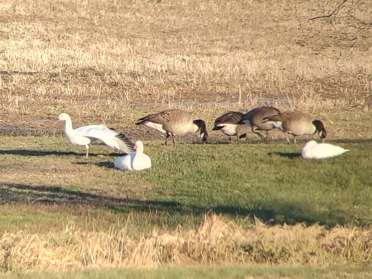 Snow Goose - ML627515921