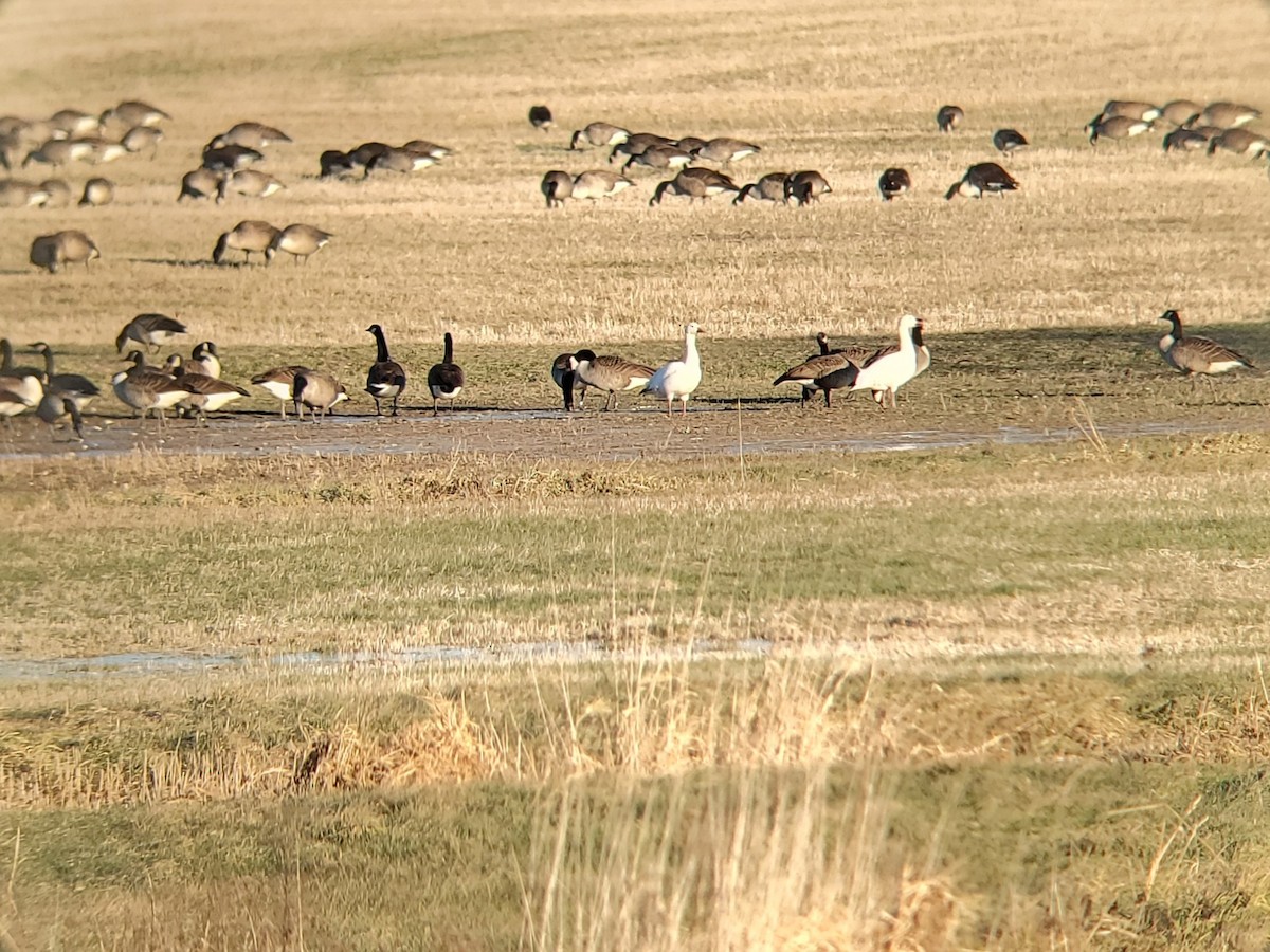 Snow Goose - ML627515922