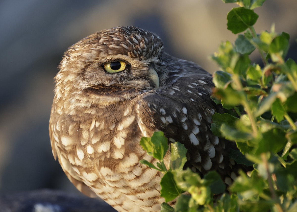 Burrowing Owl - ML627516006