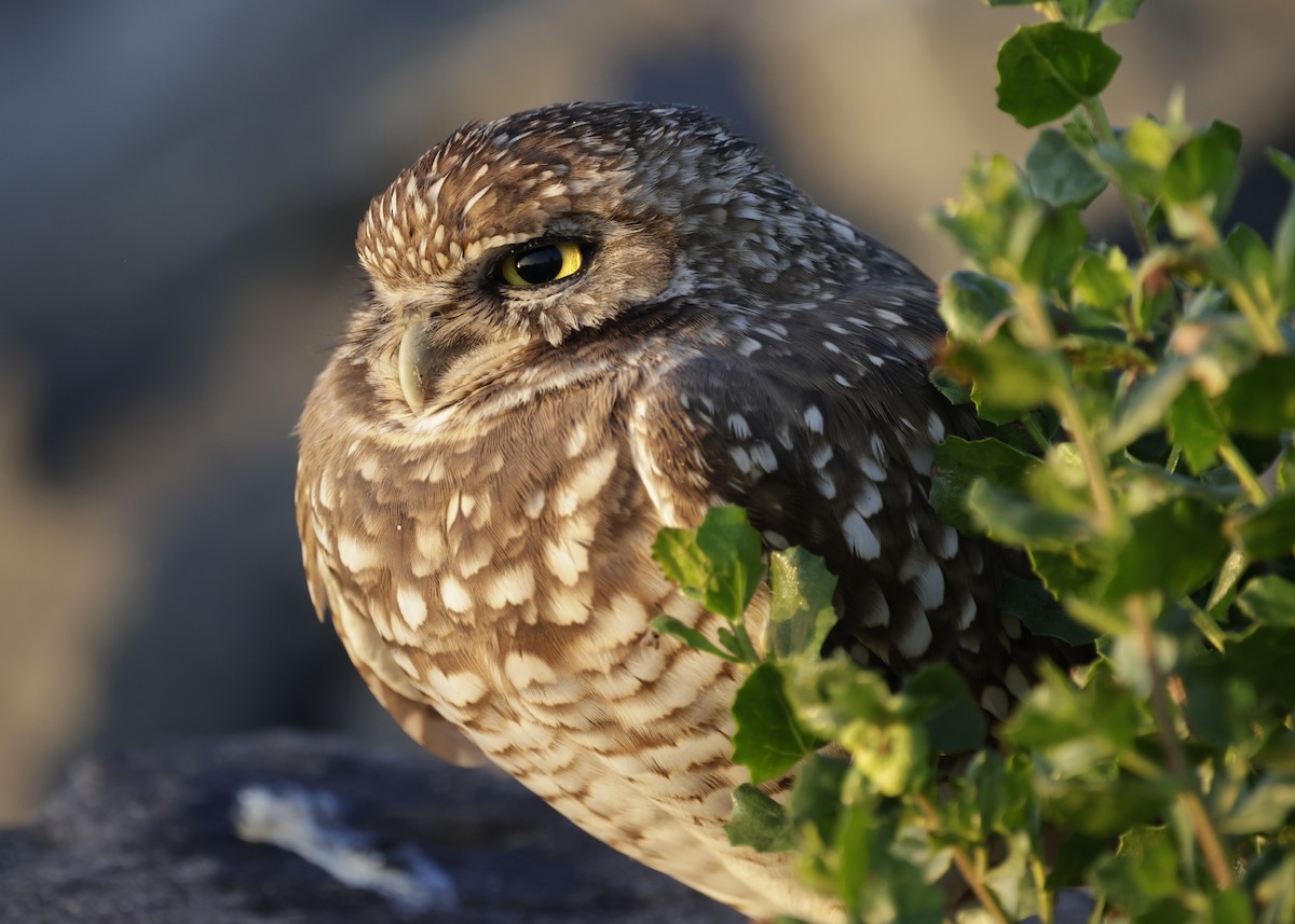 Burrowing Owl - ML627516007