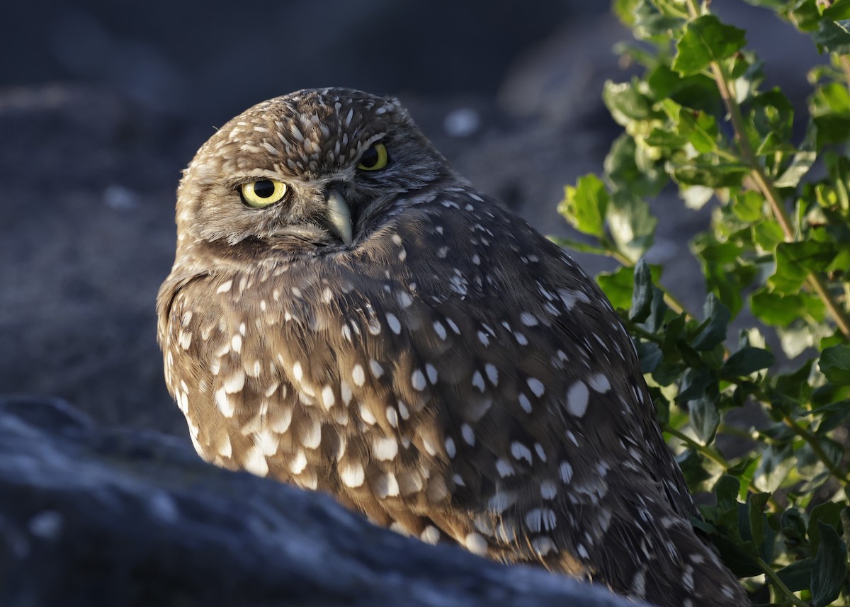 Burrowing Owl - ML627516008