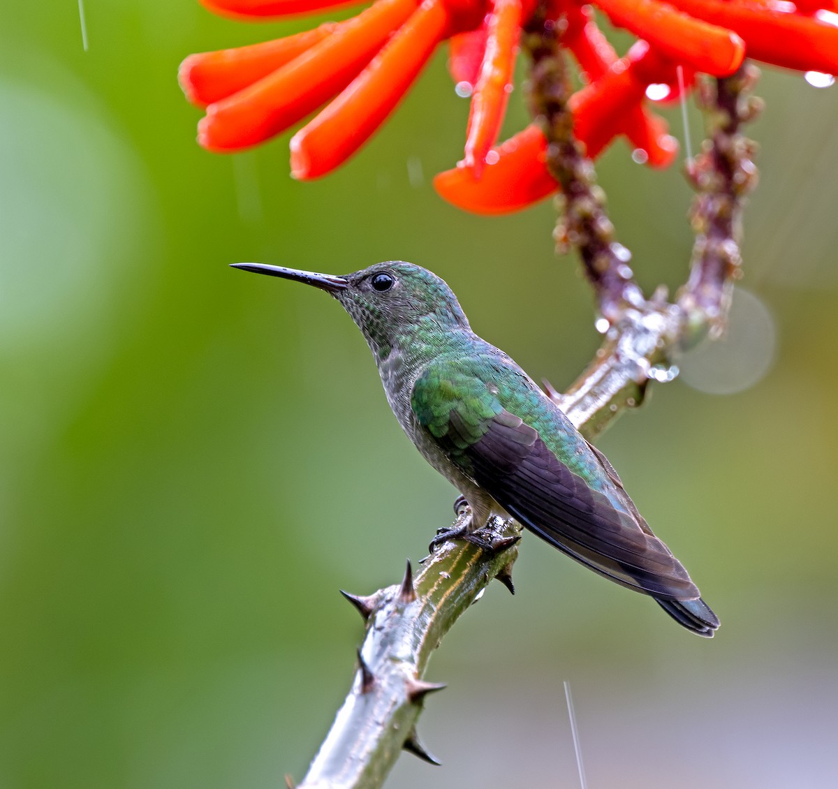 Colibri de Cuvier - ML627516041