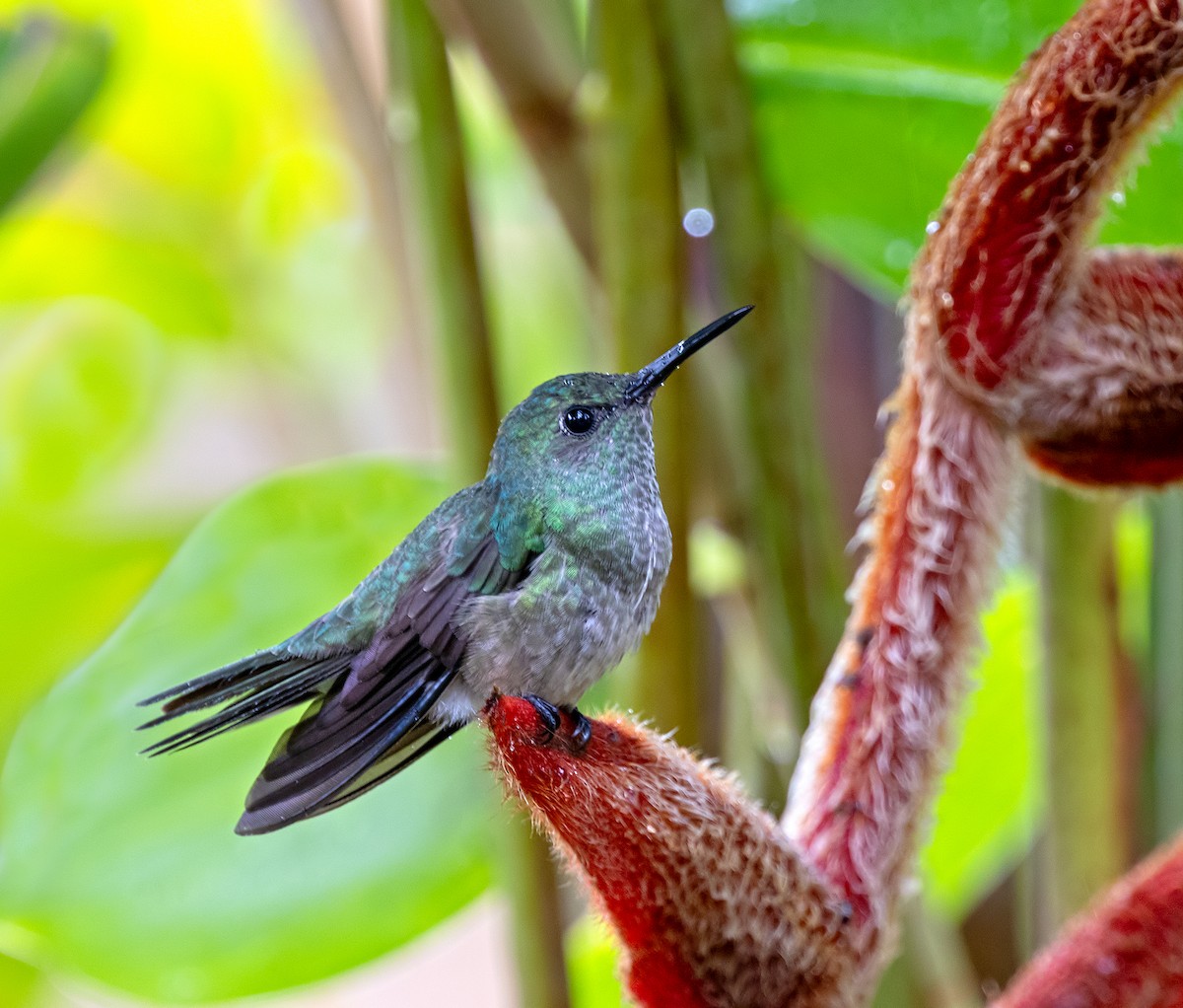 Colibri de Cuvier - ML627516043