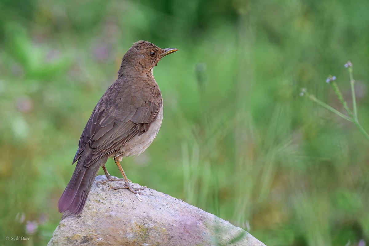 Black-billed Thrush - ML627516071