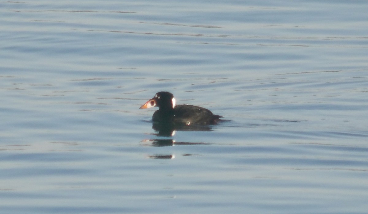 Surf Scoter - ML627516073