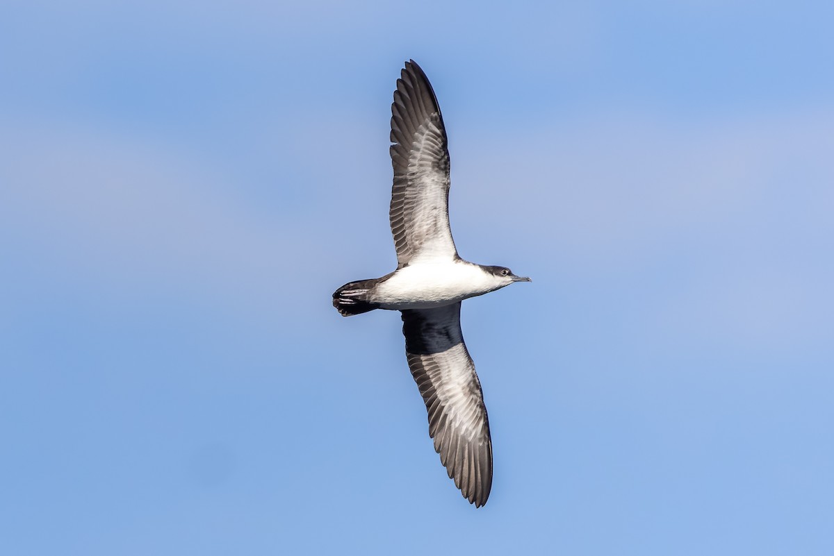 Galapagos Shearwater - ML627516179