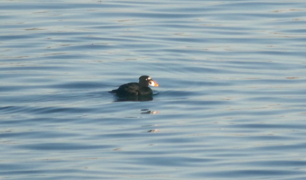 Surf Scoter - ML627516211