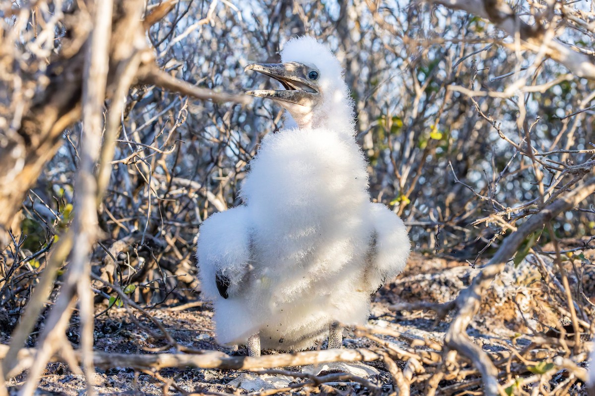 Nazca Booby - ML627516213