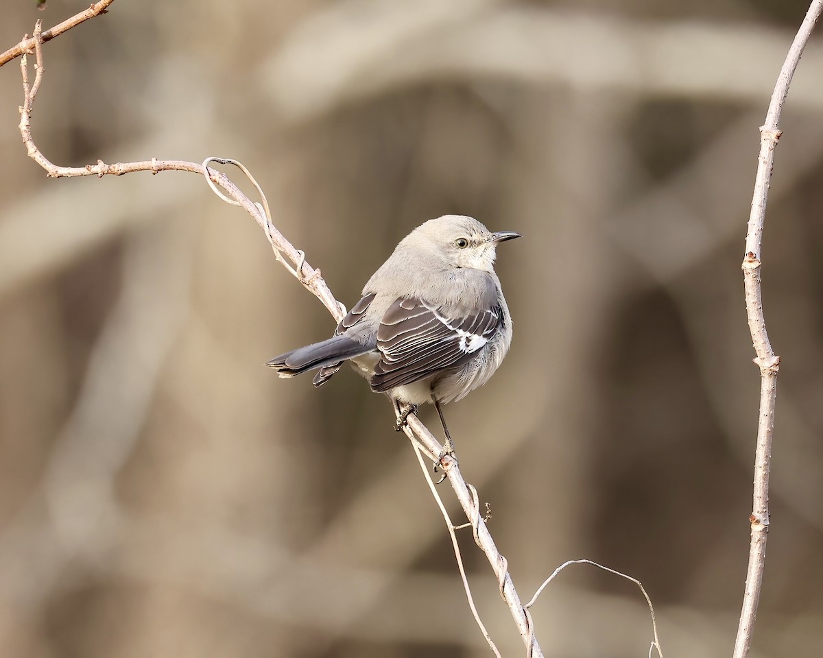 Northern Mockingbird - ML627516268