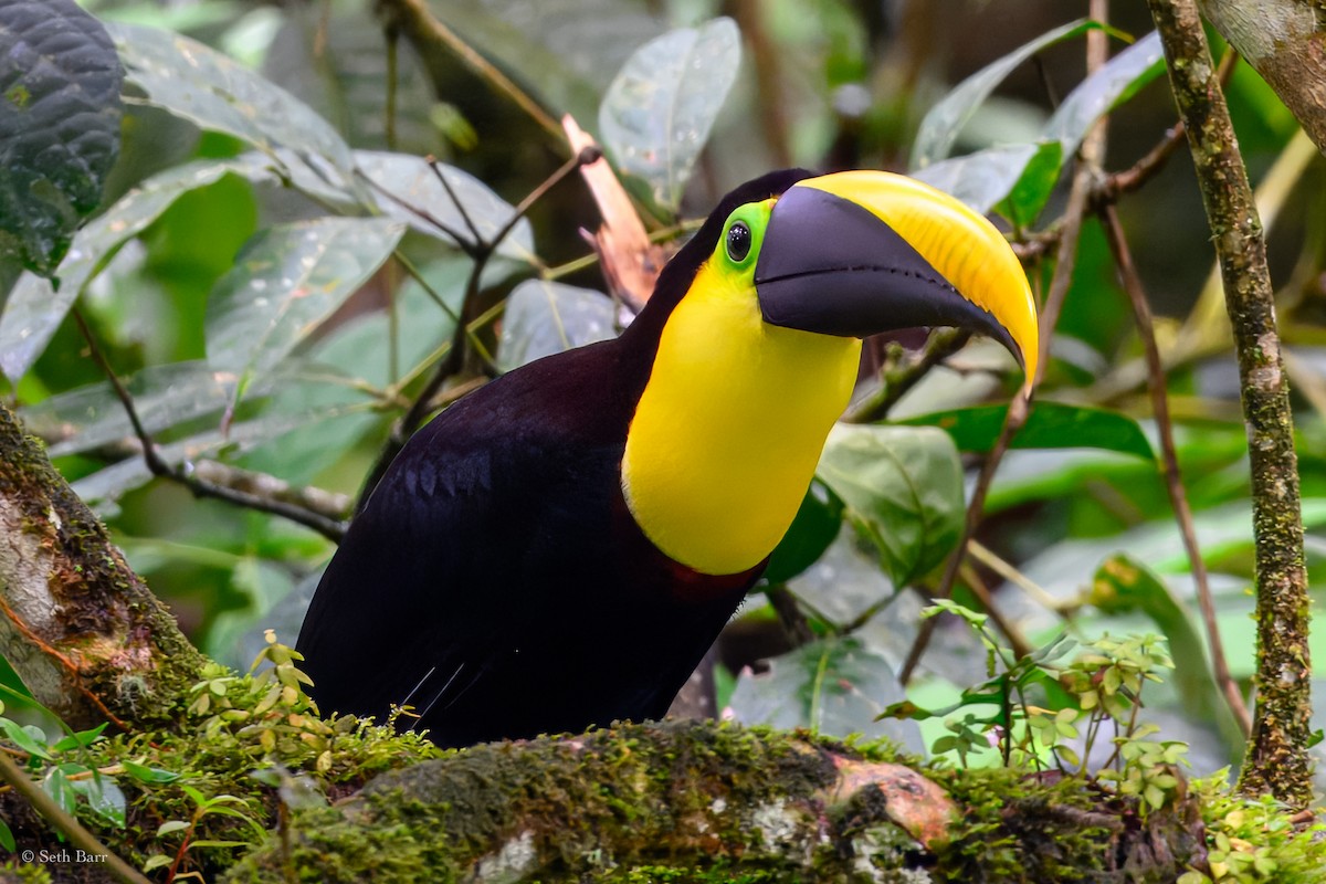 Toucan tocard - ML627516319