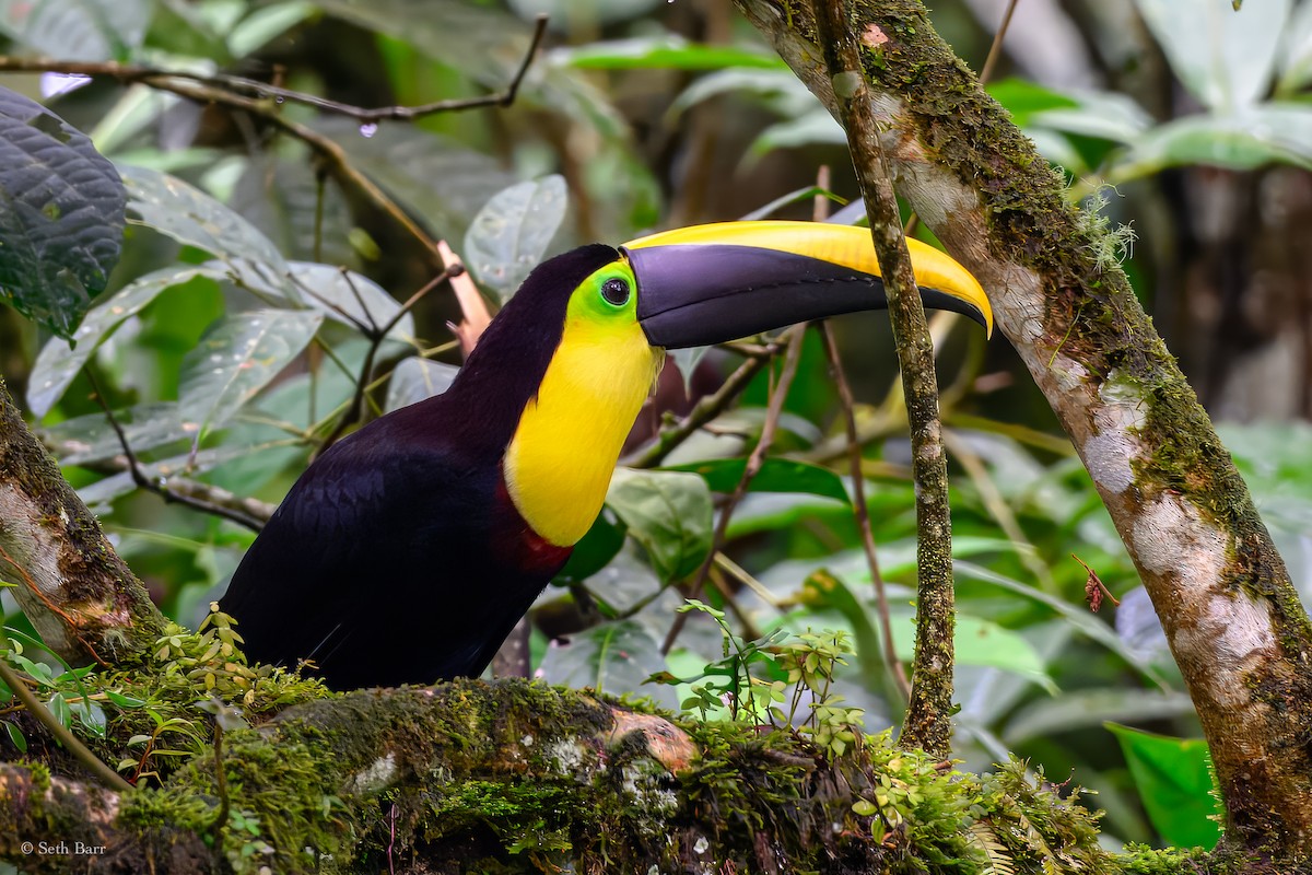 Toucan tocard - ML627516320