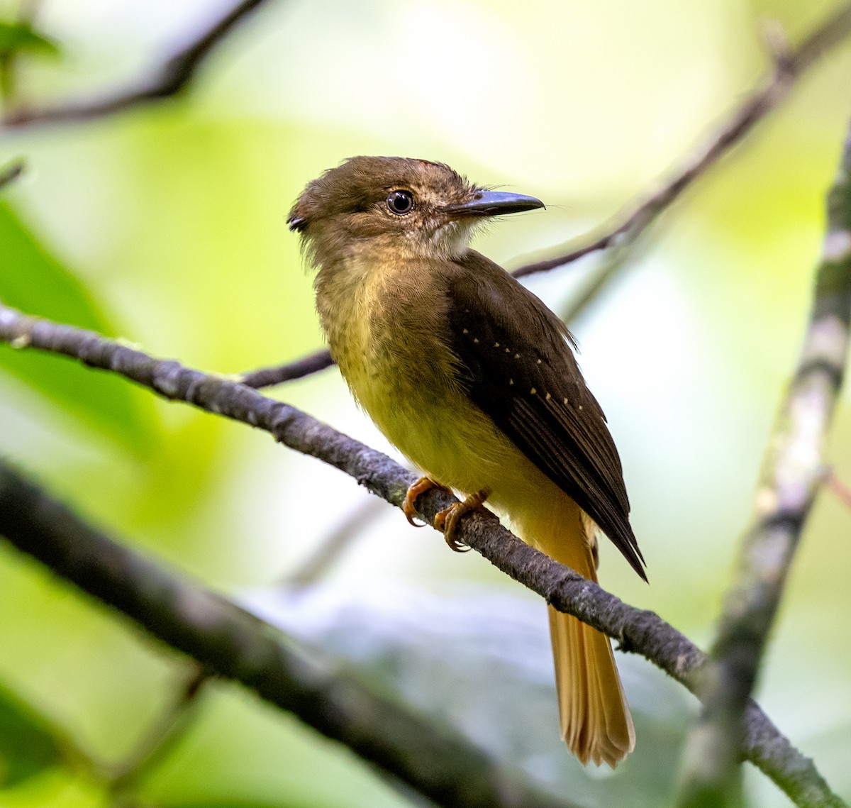 Tropical Royal Flycatcher - ML627516357