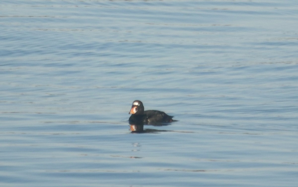 Surf Scoter - ML627516391