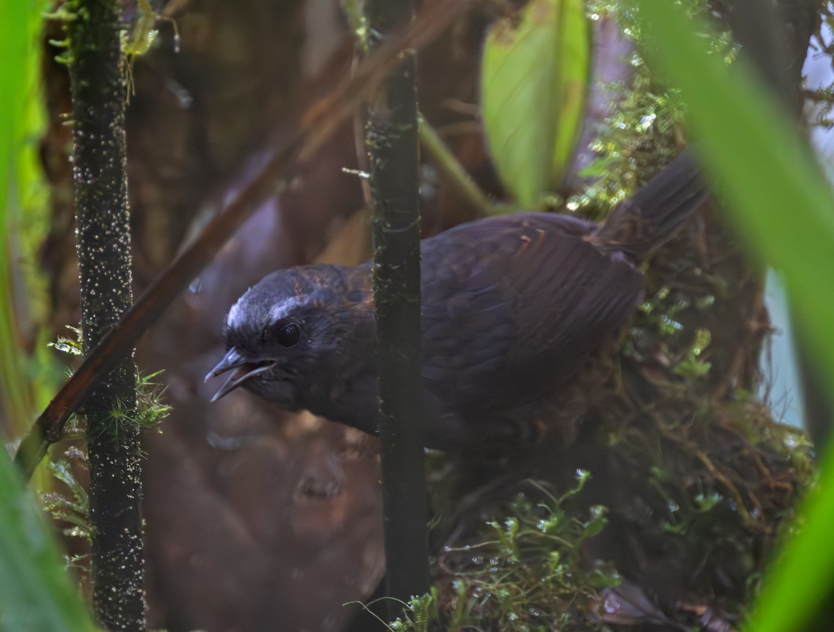 Silvery-fronted Tapaculo - ML627516423