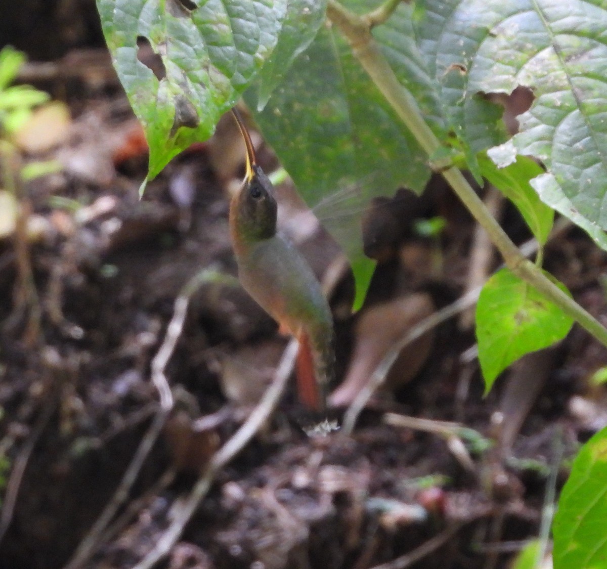 Rufous-breasted Hermit - ML627516474