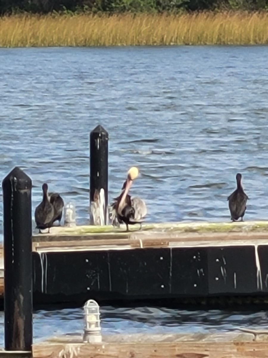 Brown Pelican - ML627516497