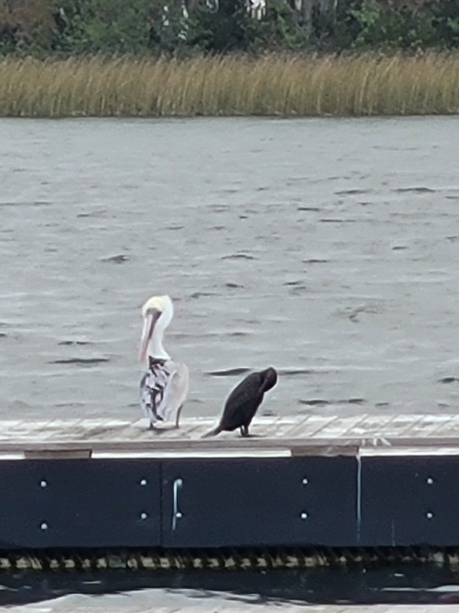 Brown Pelican - ML627516498