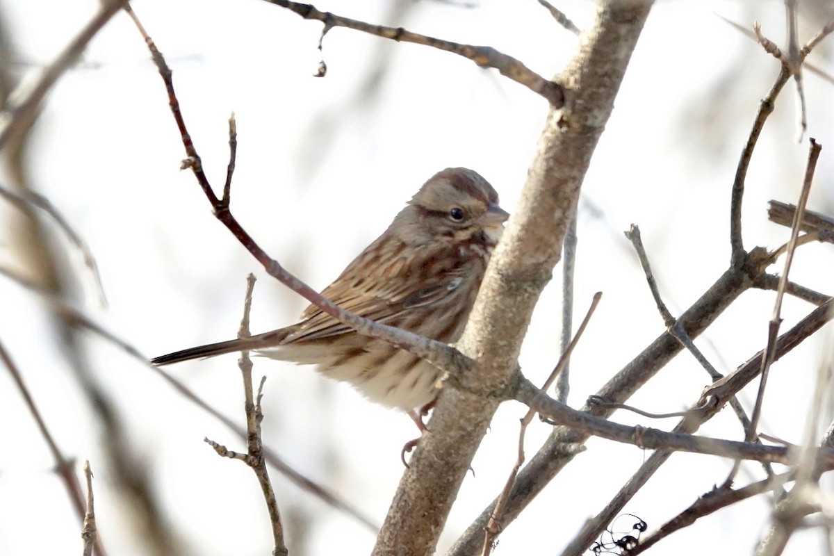 Song Sparrow - ML627516508