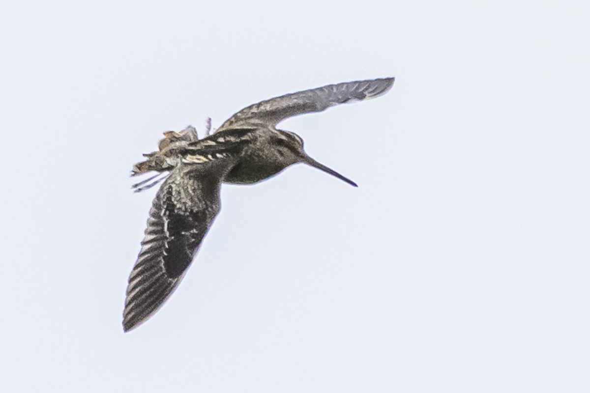 Pantanal Snipe - ML627516535