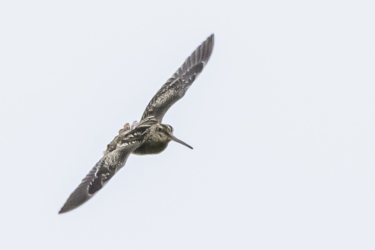 Pantanal Snipe - ML627516541