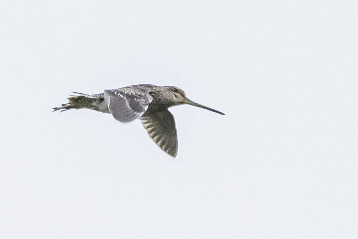 Pantanal Snipe - ML627516544