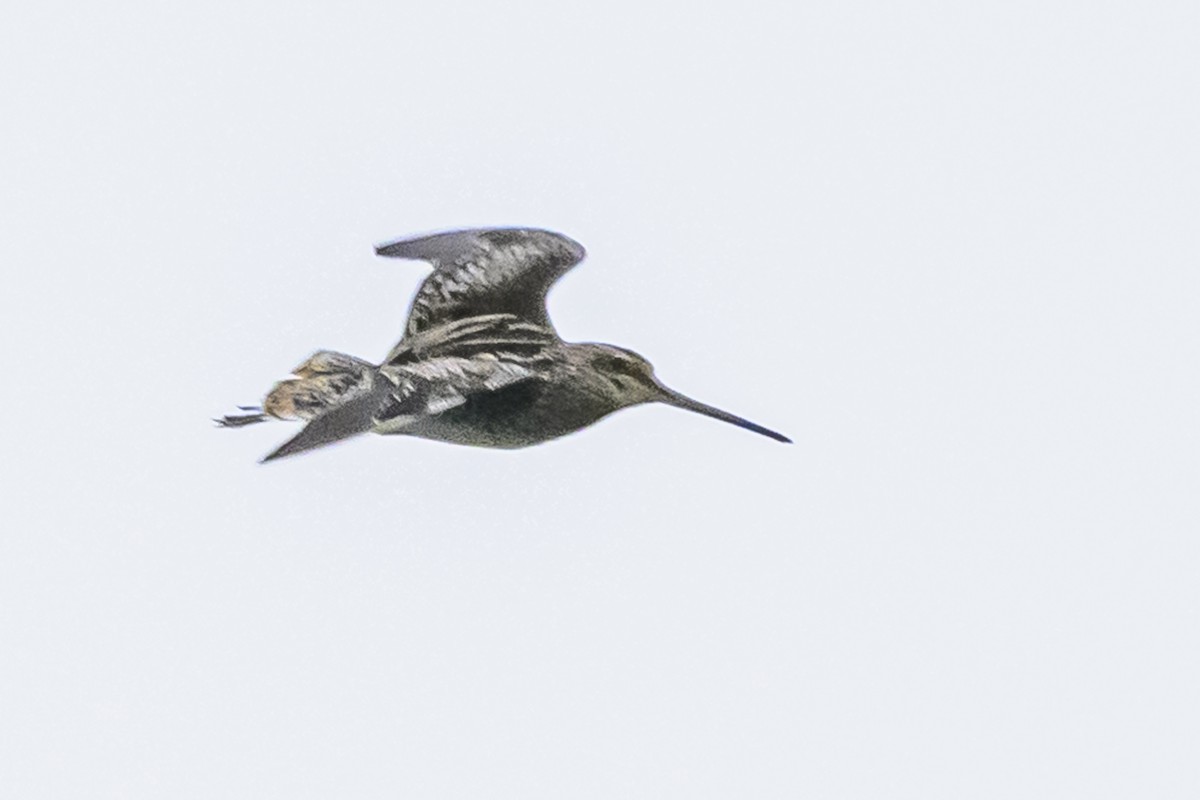 Pantanal Snipe - ML627516546