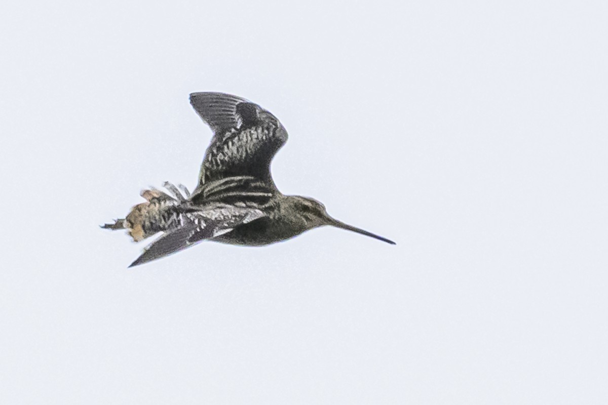 Pantanal Snipe - ML627516549