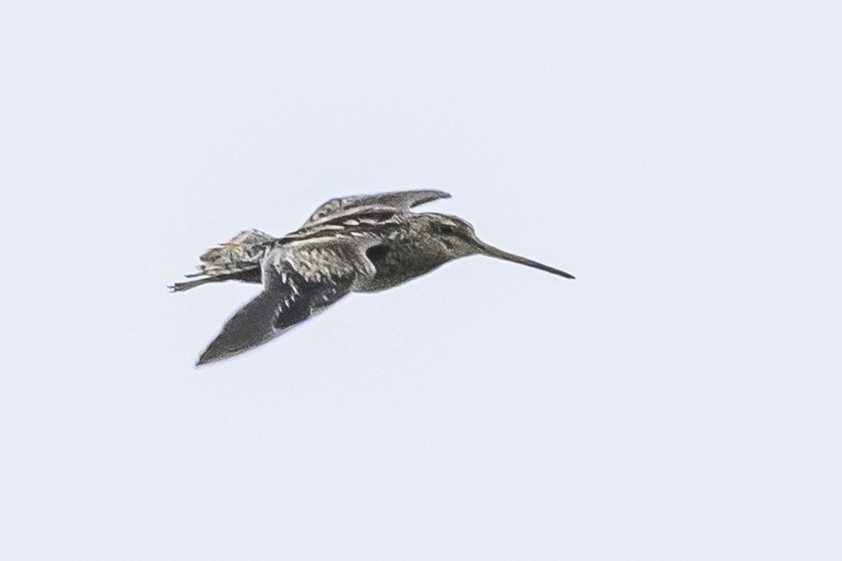 Pantanal Snipe - ML627516550