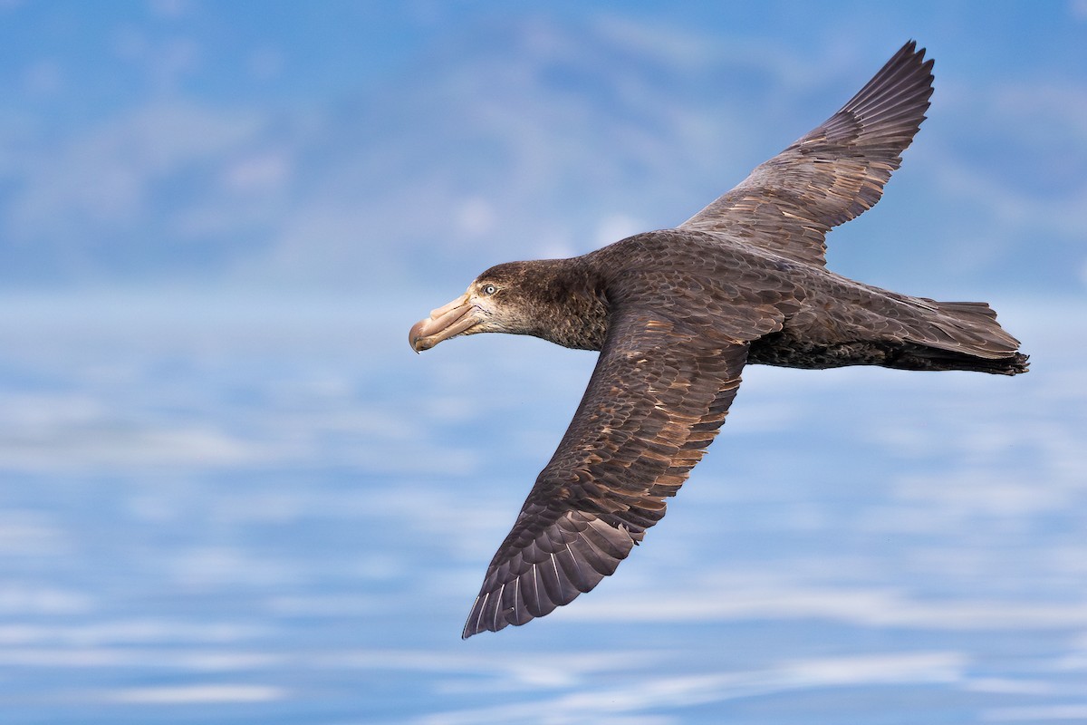 Northern Giant-Petrel - ML627516587