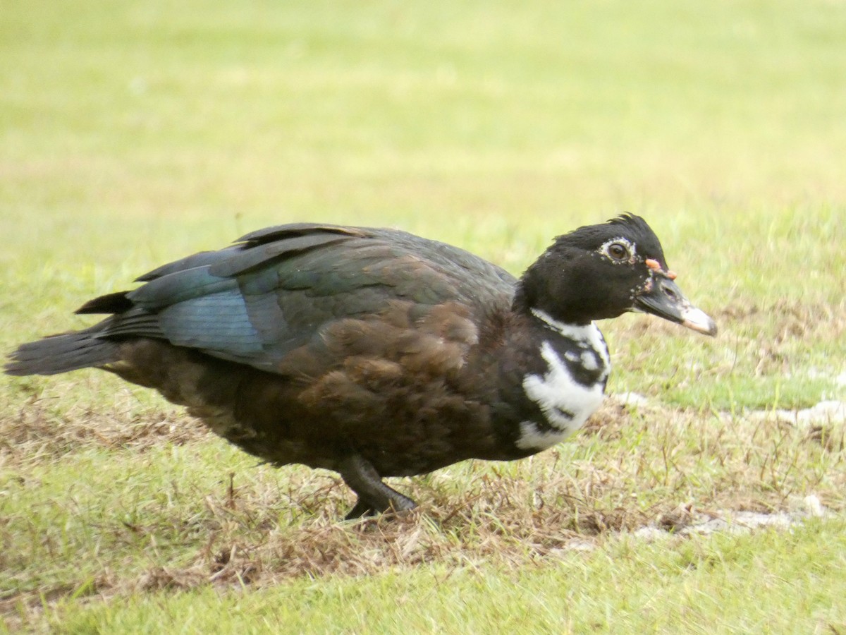 ノバリケン（家畜） - ML627516685