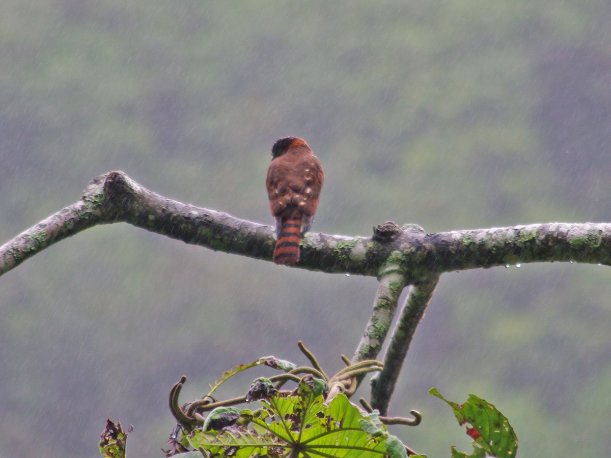 Semicollared Hawk - ML627516724