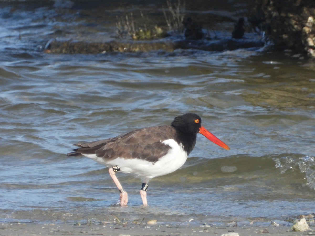 American Oystercatcher - ML627516747