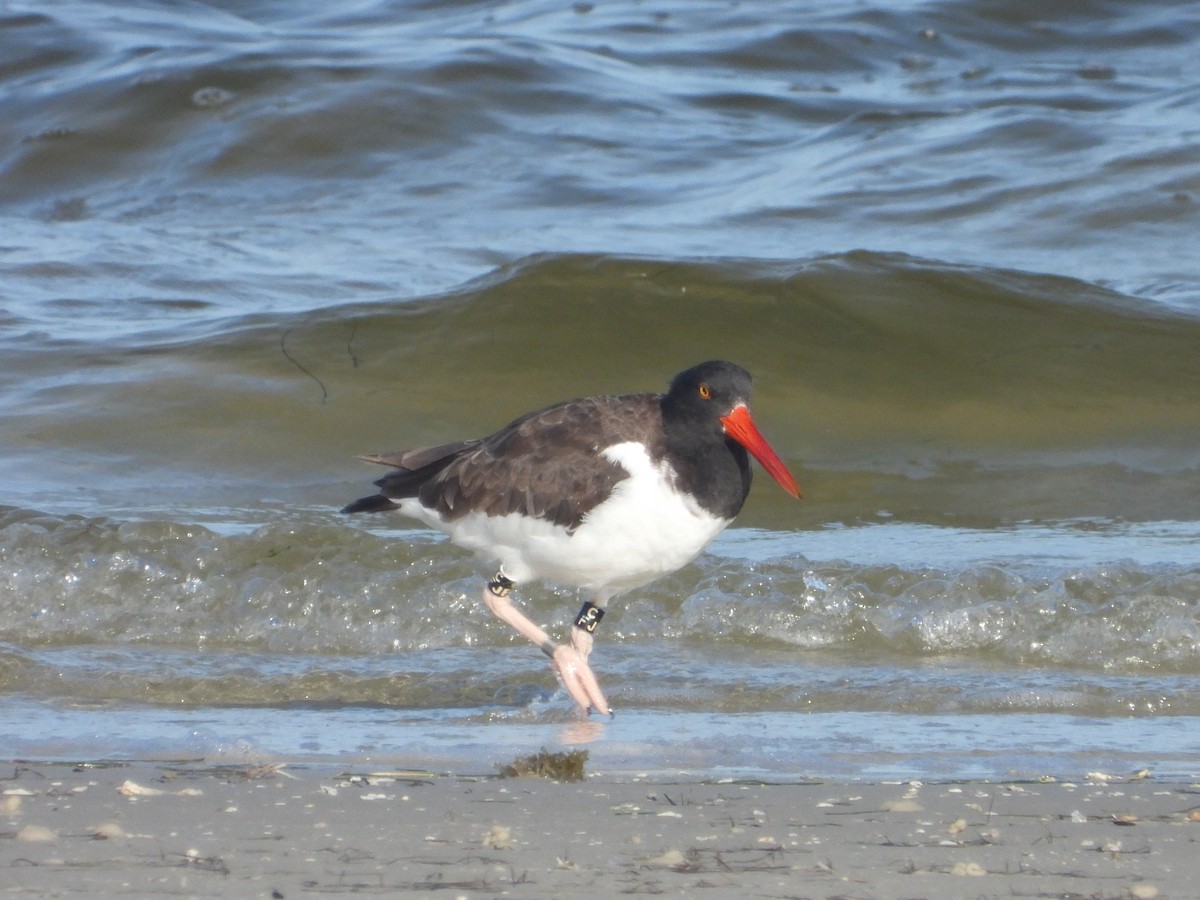 American Oystercatcher - ML627516748