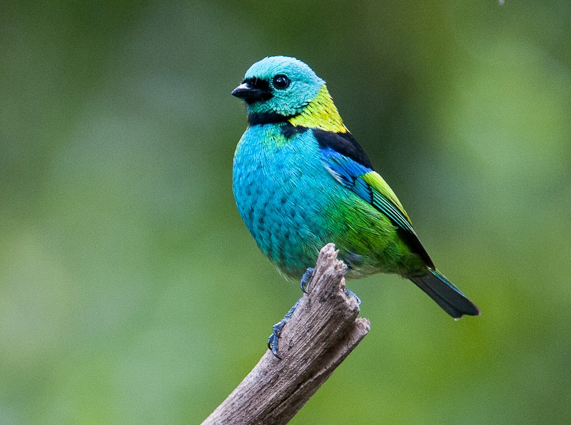 Green-headed Tanager - ML627516762