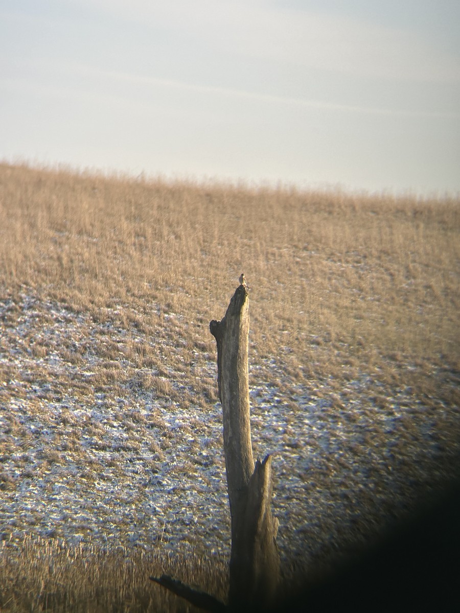 American Kestrel - ML627516777