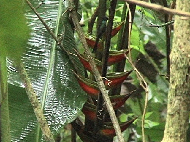 Scissor-tailed Hummingbird - ML627516779