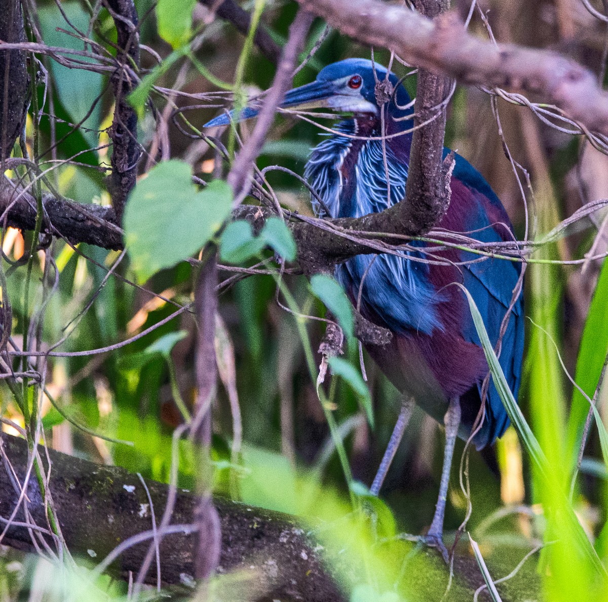 Agami Heron - ML627516782