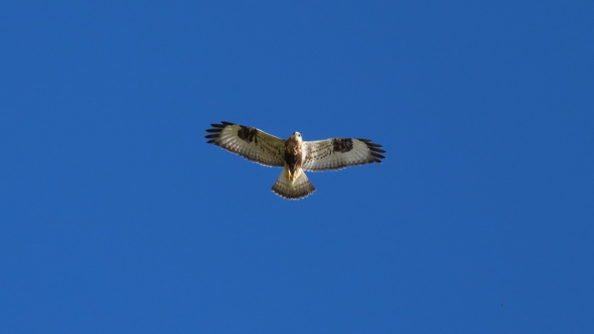 Rough-legged Hawk - ML627516792