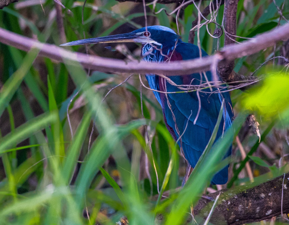 Agami Heron - ML627516828