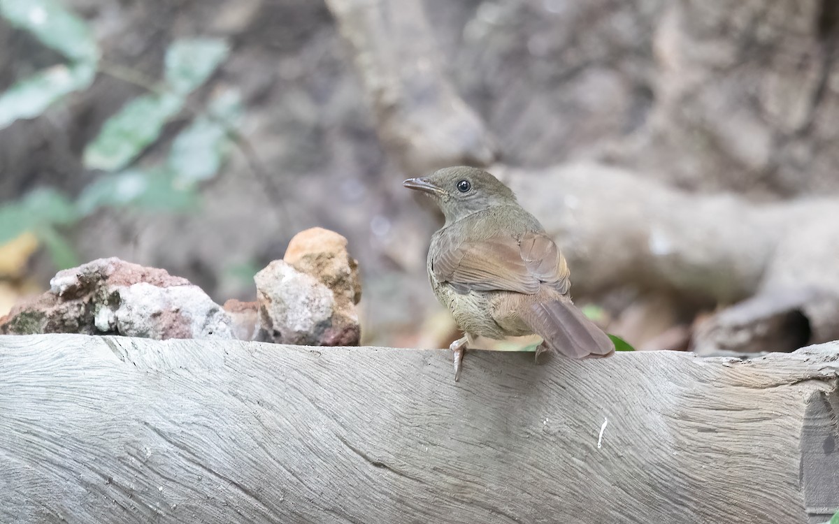 Little Greenbul - ML627516844