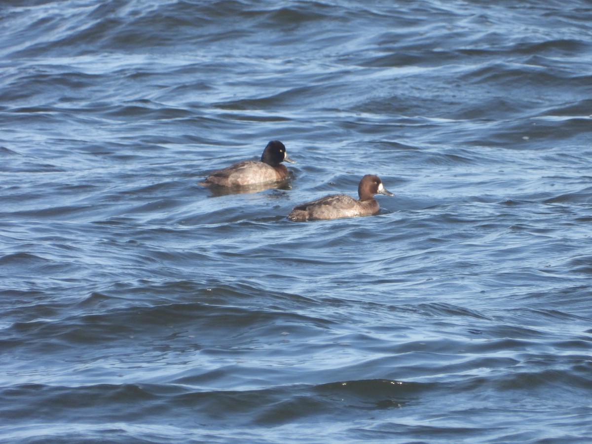 Lesser Scaup - ML627516867