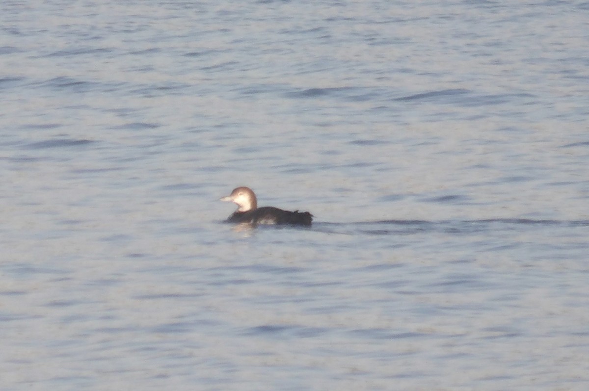 Common Loon - ML627516883