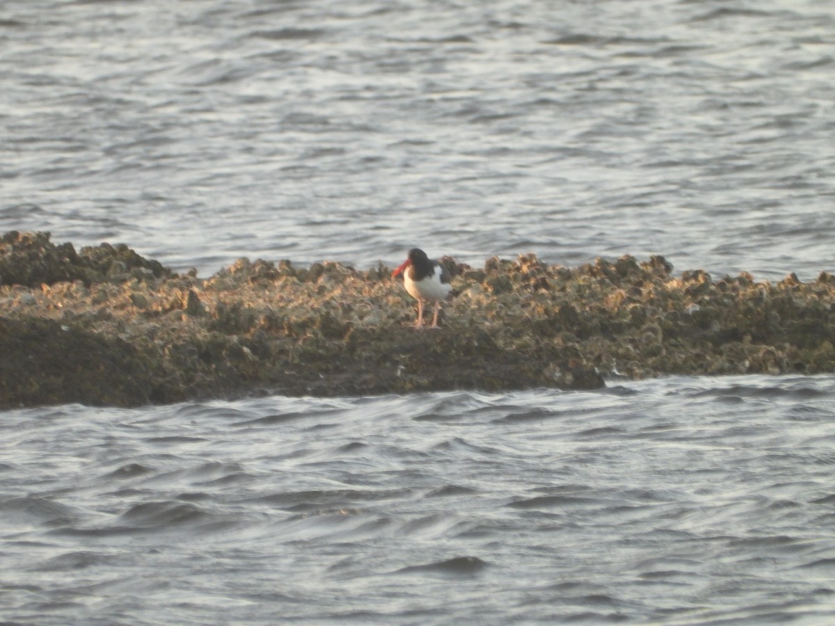 American Oystercatcher - ML627516957