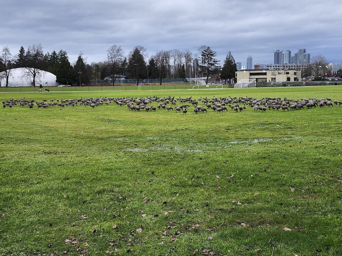 Cackling Goose - ML627516968