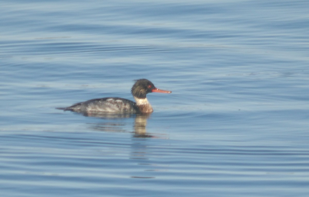 Red-breasted Merganser - ML627517009